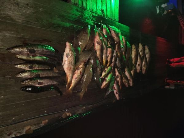 Full Draw Bowfishing