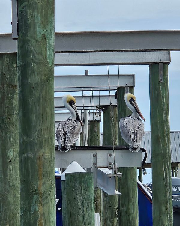 Big Shooter Fishing Charters