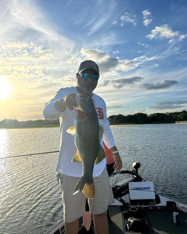 Peacock Bass South