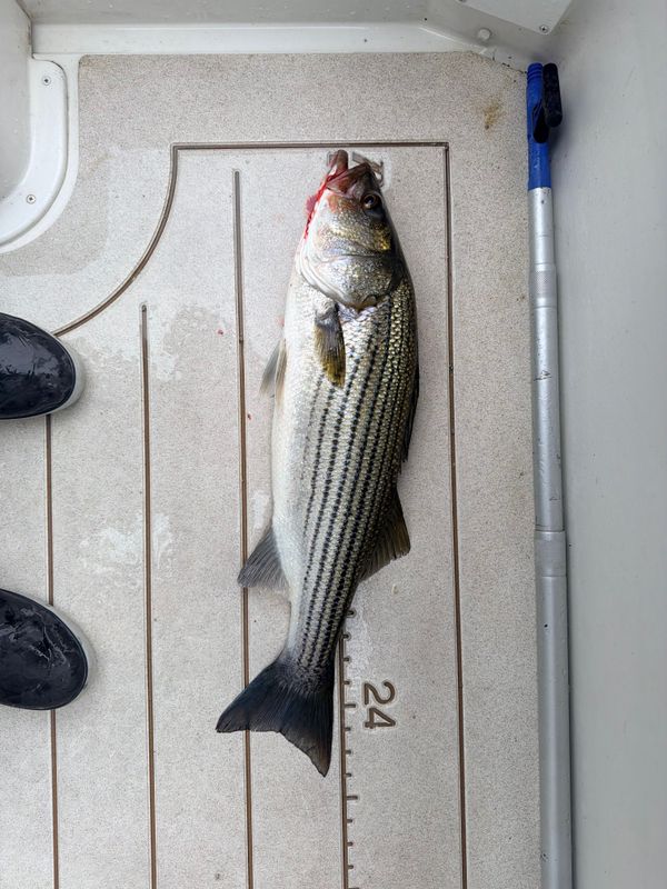 Pamlico Pirate Fishing Charters