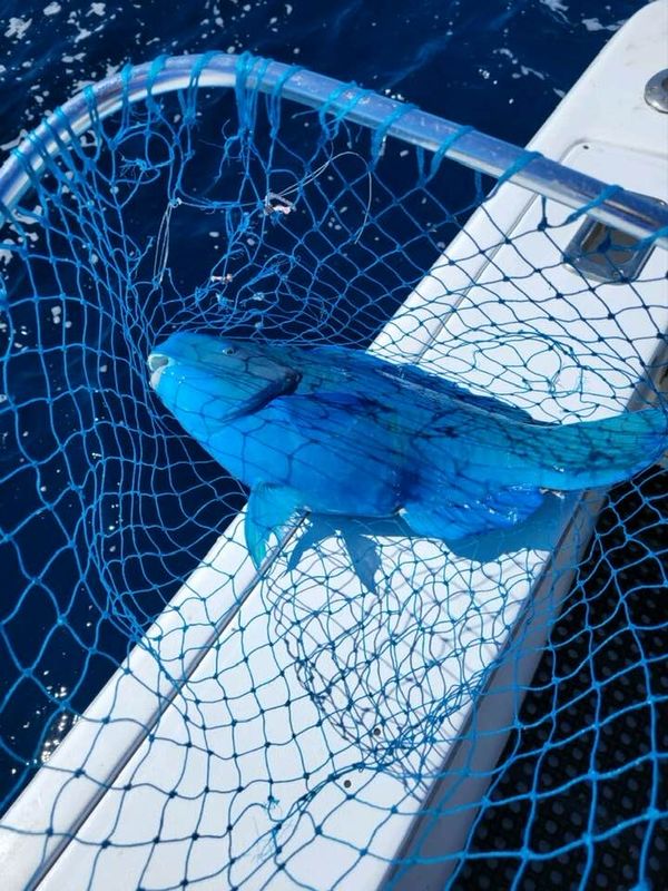 Fishin Mission Offshore Charters