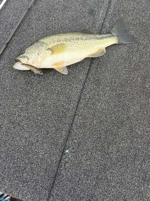 Myles Murray Guide Service