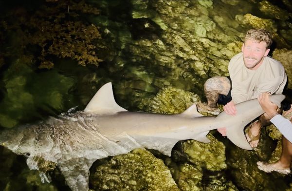 Shark zone Miami 