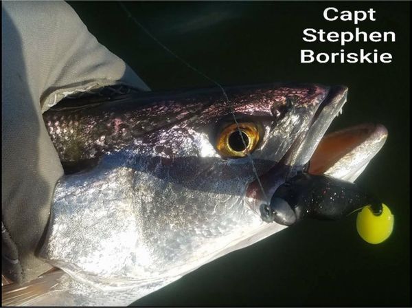 Mid Coast Outfitters POC