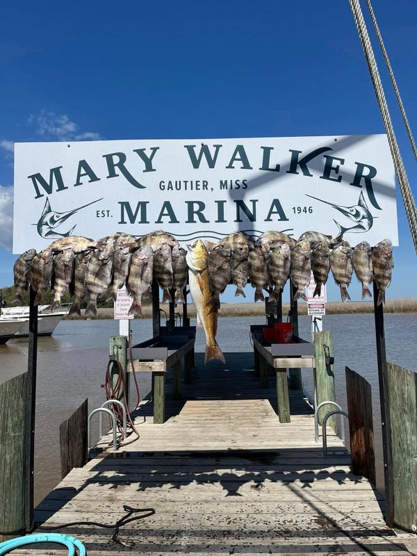 Pier Pressure Charters