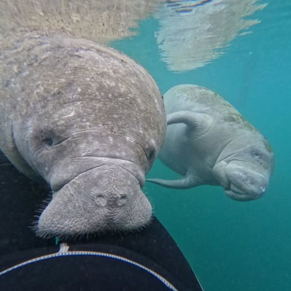 Scalloping & Tours with Seadaddys Dive Center