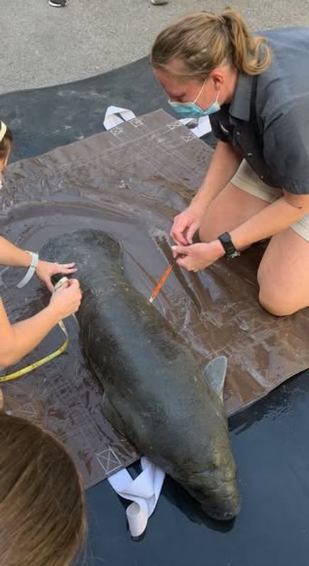 Scalloping & Tours with Seadaddys Dive Center