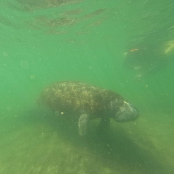 Scalloping & Tours with Seadaddys Dive Center