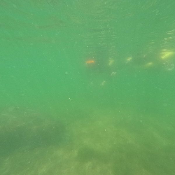 Scalloping & Tours with Seadaddys Dive Center