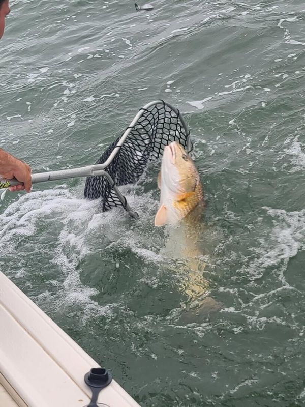 Spanish Moss Charters