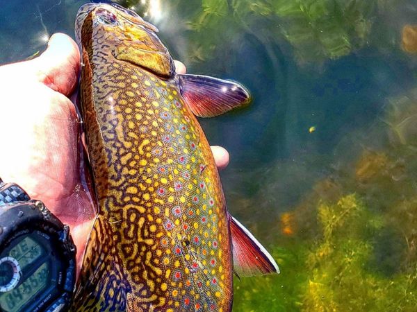 3lakesflyfishing