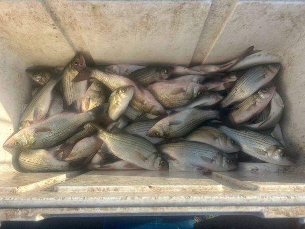 Carey Thorn Fishing