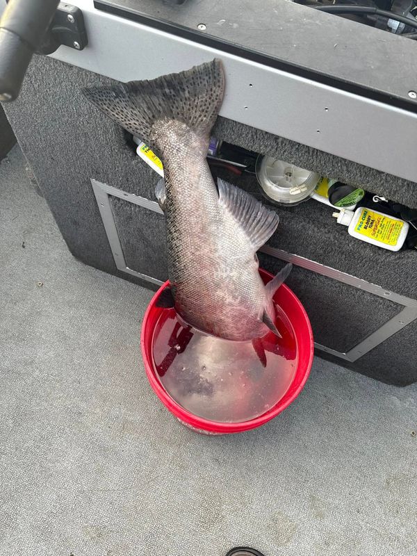 Trophy Catcher Guide Service