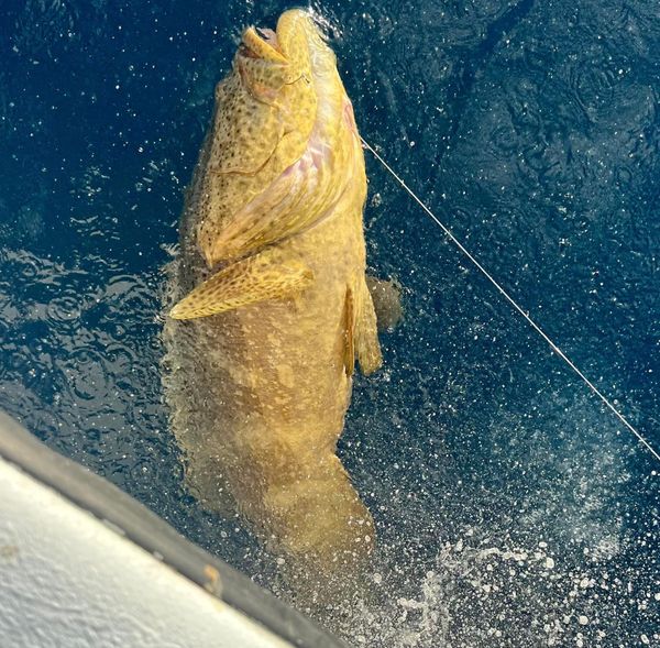 SaltWalker Sportfishing Charters