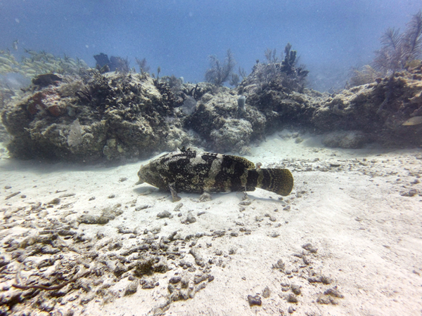 Sea Dwellers Dive Center