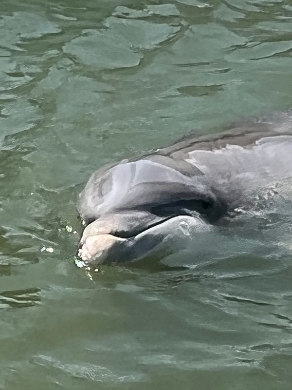 Marsh Critter Charters LLC