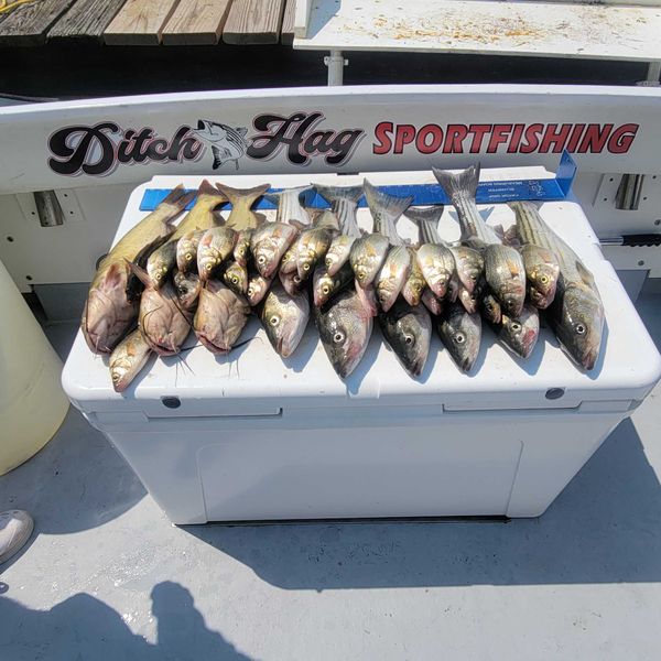 Ditch Hag Sportfishing Charters