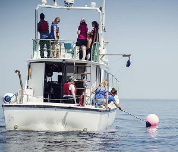 Island Service Rental