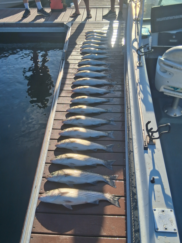 Hooked Up On Striper Guide Service