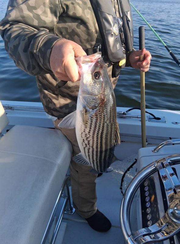 Hooked Up On Striper Guide Service