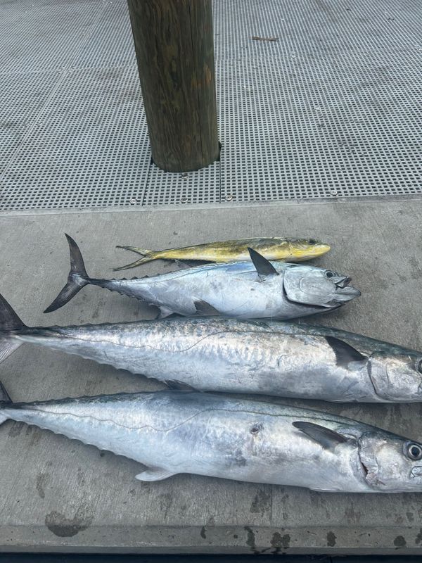 1 Fathom Sportfishing Charters