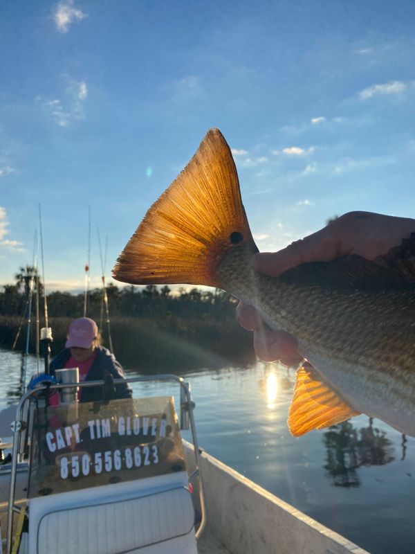 Apalachee Bay Inshore Charters