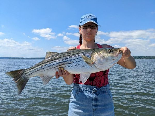 Vista Lady Fish