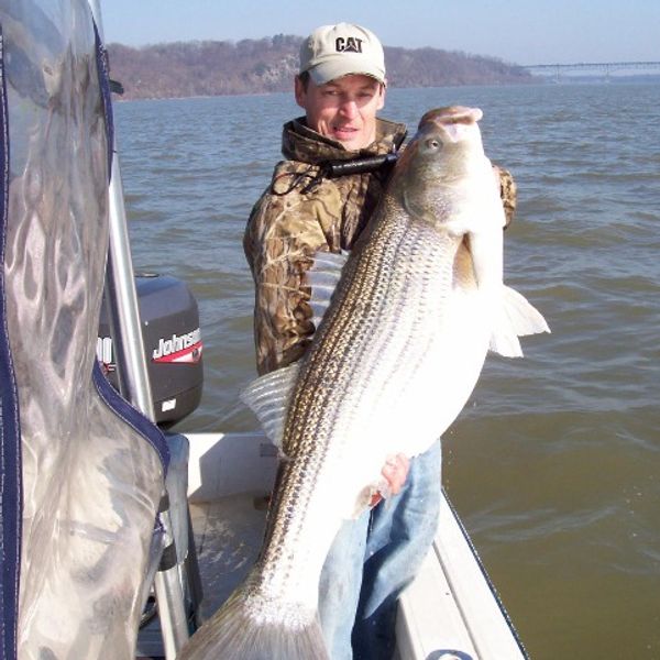Vista Lady Fish