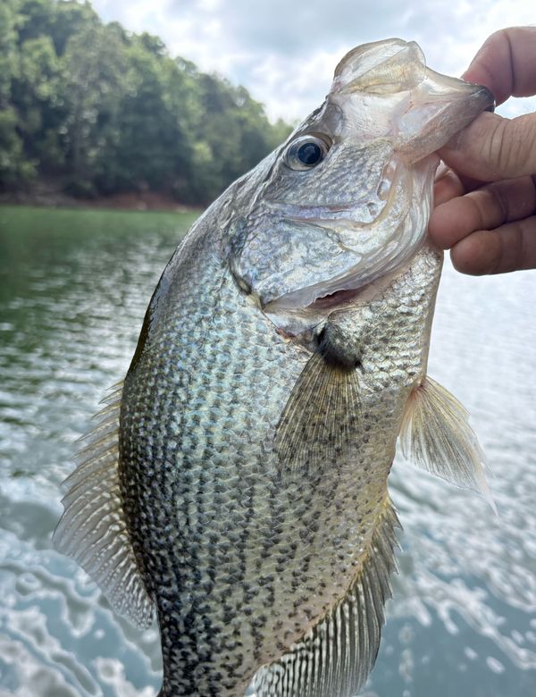 Crappie Time With John