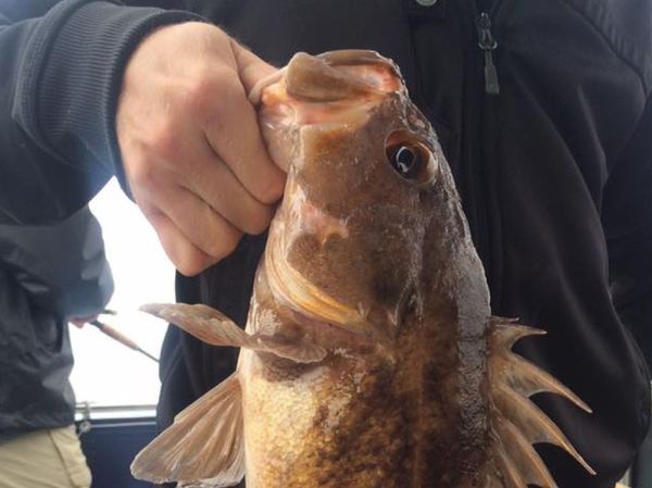 SF Boat Support – Bravo