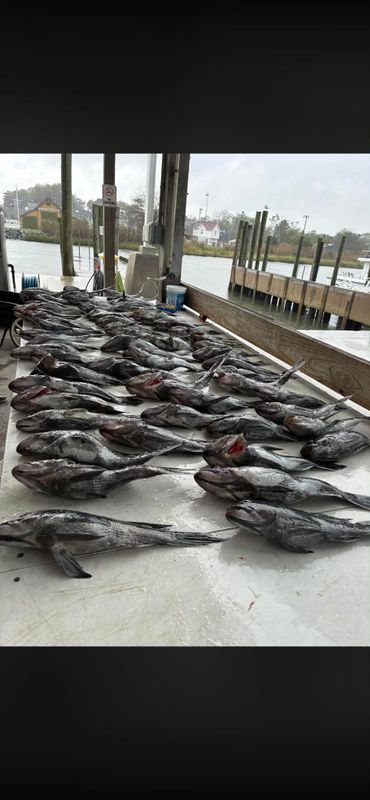 Bottom Line Sportfishing