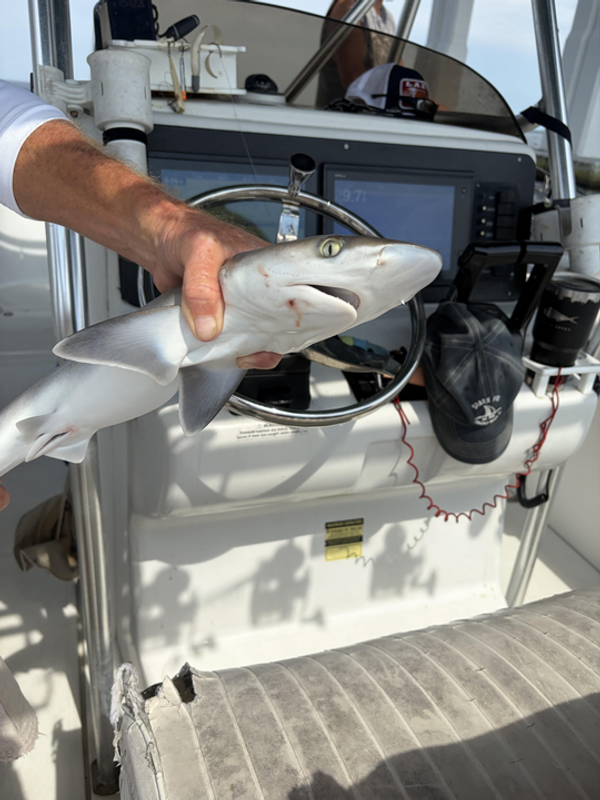 A Latte Fun Fishing