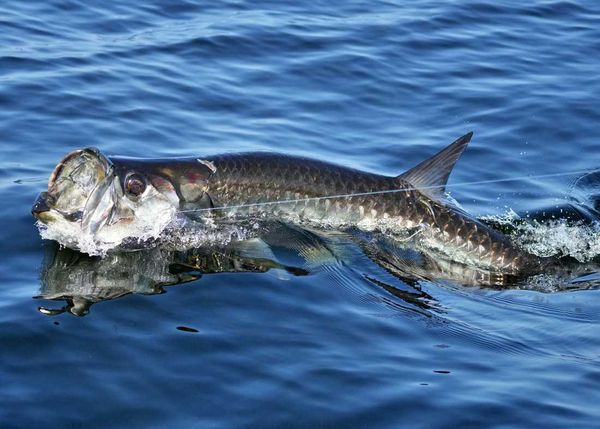 Always N Adventure Fishing Charter LLC