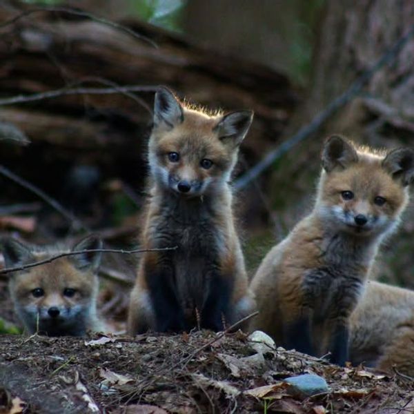 Maine Upland Guide Service