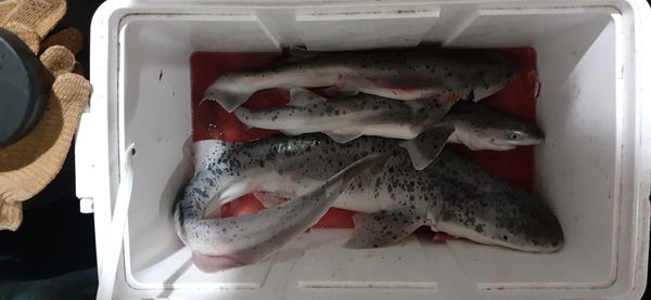 WestCoast Eclectic Pier Fishing