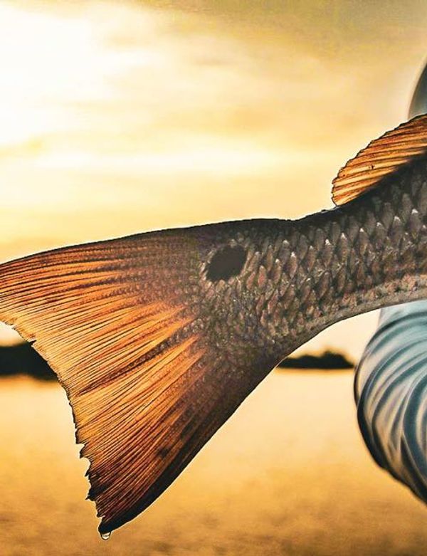 SAction Fishing Guide