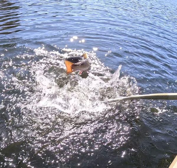 Battle Fish University