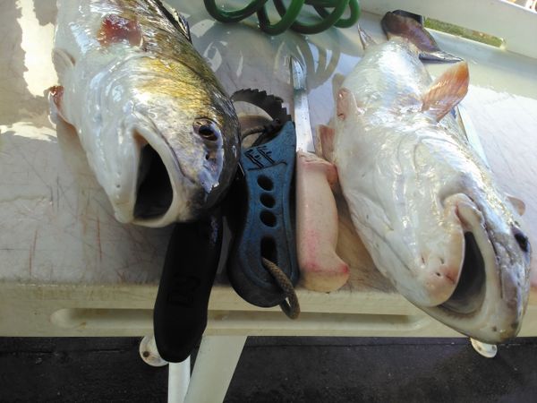 Capt. Dave’s Sport Fishing