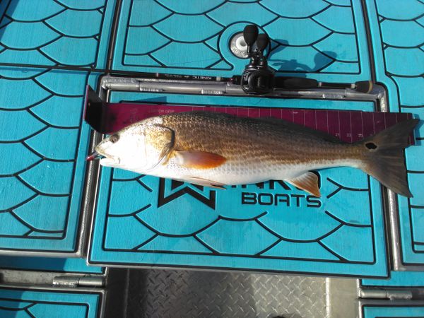 Capt. Dave’s Sport Fishing