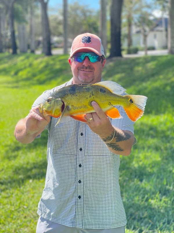 Jake's Shoreline Peacock Bass Fishing