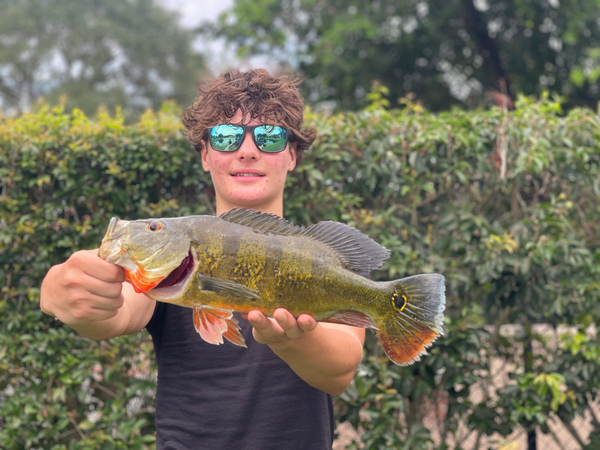 Jake's Shoreline Peacock Bass Fishing