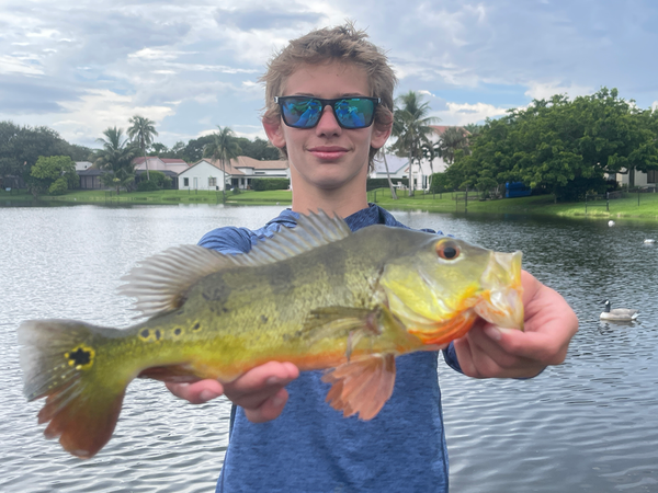 Jake's Shoreline Peacock Bass Fishing