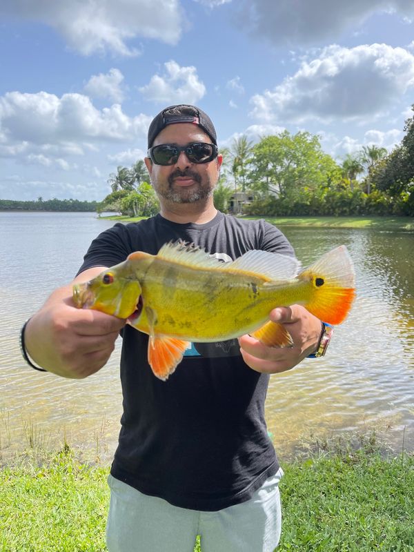 Jake's Shoreline Peacock Bass Fishing