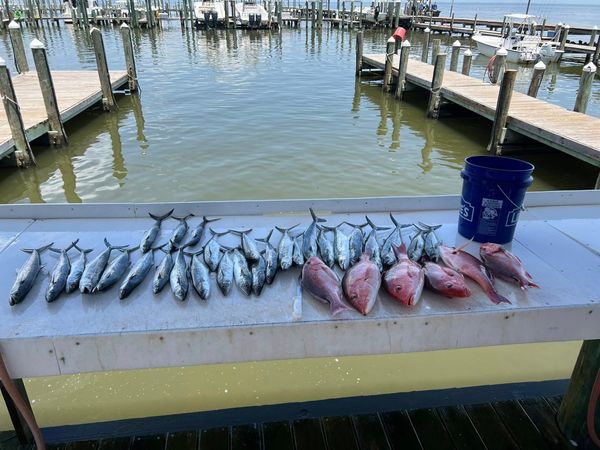 Reel Fishin' Charters