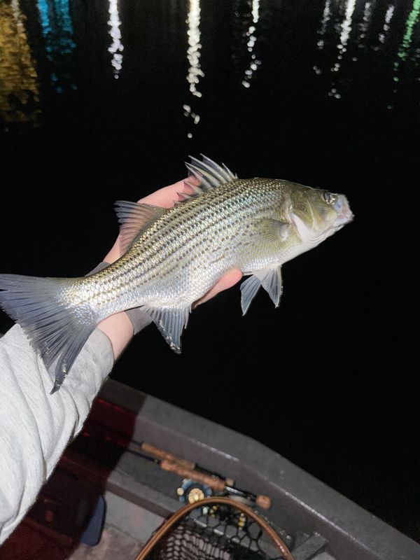 Possum Creek Flies