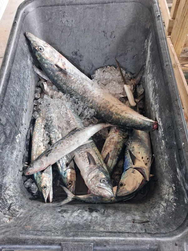Jettie Rocks Fishing Charters