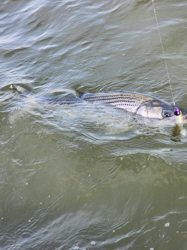 NYC Sportfishing Charters