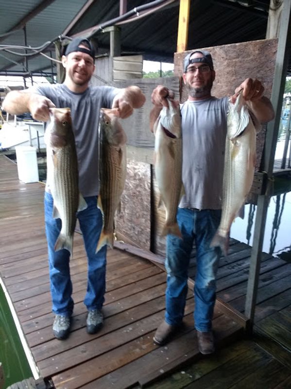 Texoma Striper Fishing