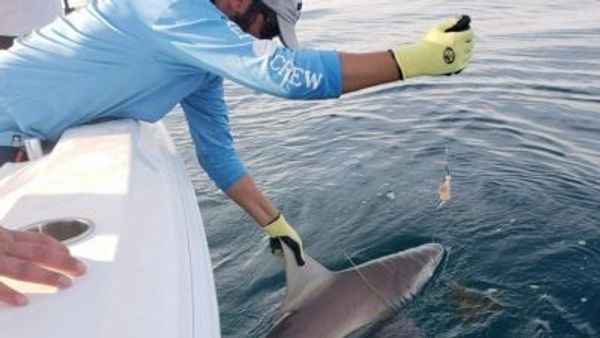 Suncoast Fishing Adventures