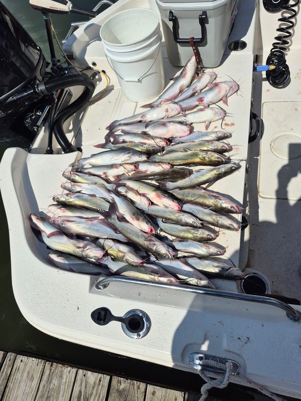 Fish Head Water Sports